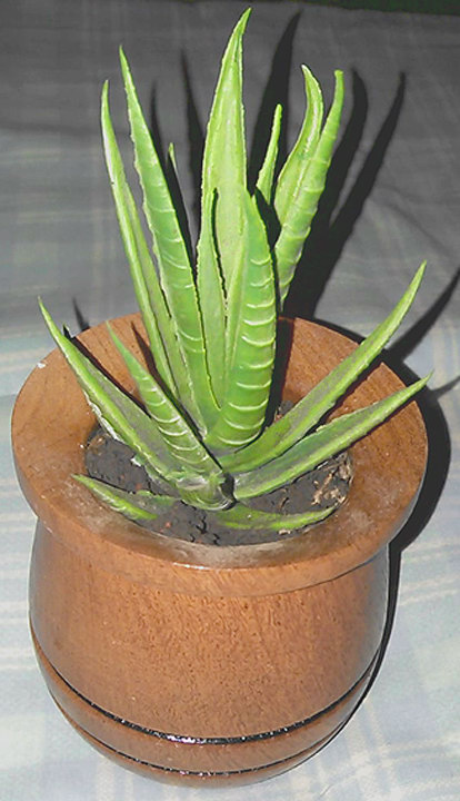 �Ramdileo� (Venta Online) --> Hermosa maceta torneada de madera plastificada.. con cactus.. regalo.. souvenir.. oficina escritorio.